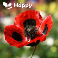 Poppy Ladybird - Papaver Kommutatum Marienkäfer 3 000 Samen Ausgezeichnet Sorte Poppy Ladybird - Papaver Kommutatum Marienkäfer 3 000 Samen Ausgezeichnet Sorte von HappyGreenShopSeeds