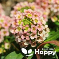 Süßer Alyssum Paletta Lachs - 500 Samen Lobularia Maritima von HappyGreenShopSeeds
