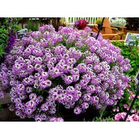 Sweet Alyssum Königlicher Teppich - 1600 Samen Zwerg Duftende Einjährige Blume Attraktiv Für Biene Lobularia Maritima von HappyGreenShopSeeds