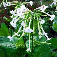Waldtabak - 5 000 Korne Nikotiana Sylvestris von HappyGreenShopSeeds