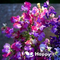 Wicke Verzaubern - 10 Samen Lathyrus Odoratus von HappyGreenShopSeeds