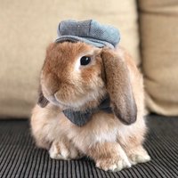 Grauer Chambray/Karierter Hut Mit Fliege Und Halsband Für Häschen Andere Kleintiere von HappyHoppyStuffs