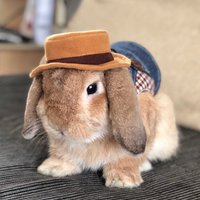 Kleiner Und Gärtner Hut Für Kleine Bis Mittlere Haustiere von HappyHoppyStuffs