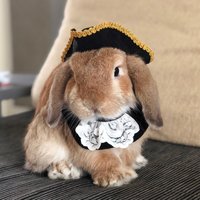 Koloniales Halsband Mit Spitze Für Kleines Haustier von HappyHoppyStuffs