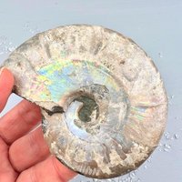 Opalisierter Ammonit Roh | Cleoniceras Fossil Naturstein Geschenk Chakra Intuition & Raumenergie Opalisierter Ammonit Roh | Cleoniceras Fossil Naturstein Geschenk Chakra Intuition & Raumenergie von HappyMinerals