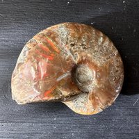Opalisierter Ammonit Fossil | Schillernder Madagaskar Regenbogen Dekosteine Fossilien Sammlerstück Edelstein von HappyMinerals
