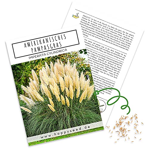 Amerikanische Pampasgras Samen (Cortaderia selloana) - Winterhartes Ziergras mit silbrig schimmernden Blüten ideal für Garten, Balkon oder Terrasse von HappySeed