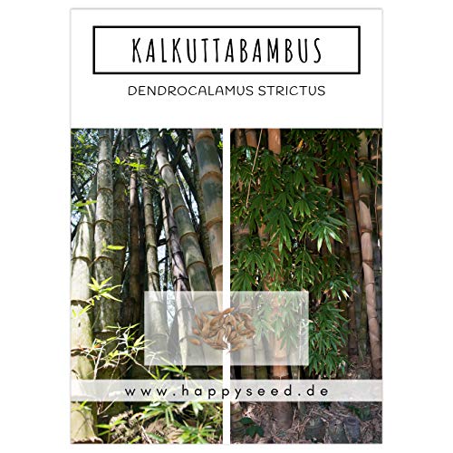 Bambus Samen mit hoher Keimrate - Bambussamen schnellwachsend & winterhart ideal als dekorativer Sichtschutz (Kalkuttabambus) von HappySeed