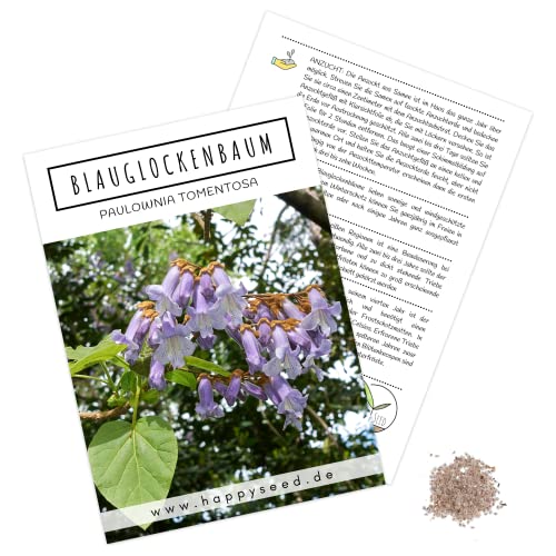 Blauglockenbaum Kiribaum Samen (Paulownia tomentosa, 300 Korn) - Schnellst wachsender Baum der Welt mit violetten & glockenförmigen Blüten von HappySeed