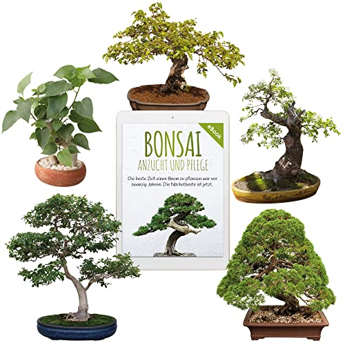 Einzigartige Bonsai Samen mit hoher Keimrate - Pflanzen Samen Set für deinen eigenen Bonsai Baum (5er Set inkl. GRATIS eBook) von HappySeed