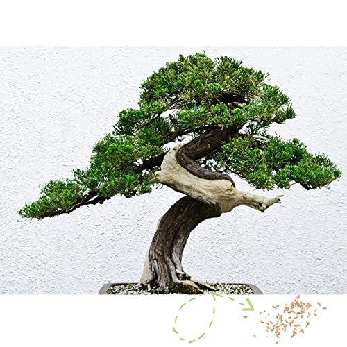 Exotische Bonsai Samen mit hoher Keimrate - Pflanzen Samen Set für deinen eigenen Bonsai Baum (1x Australische Kiefer) von HappySeed