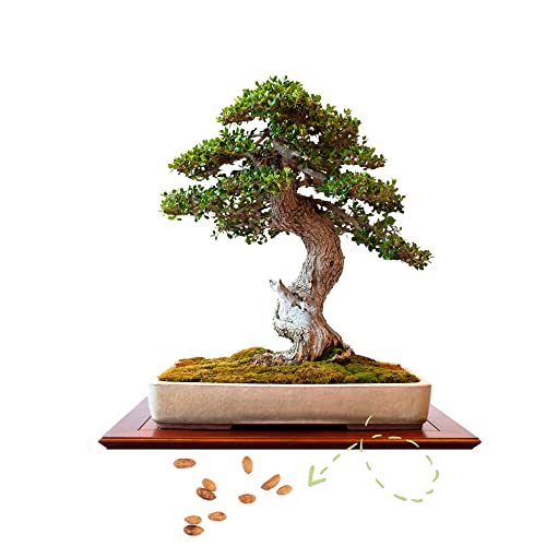 Exotische Bonsai Samen mit hoher Keimrate - Pflanzen Samen Set für deinen eigenen Bonsai Baum (1x Ölbaum) von HappySeed