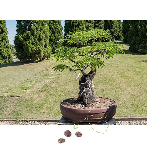 Exotische Bonsai Samen mit hoher Keimrate - Pflanzen Samen Set für deinen eigenen Bonsai Baum (1x Tamarinde) von HappySeed