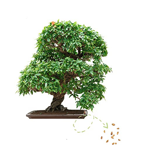 Exotische Bonsai Samen mit hoher Keimrate - Pflanzen Samen Set für deinen eigenen Bonsai Baum (1x Zwerg Granatapfel) von HappySeed