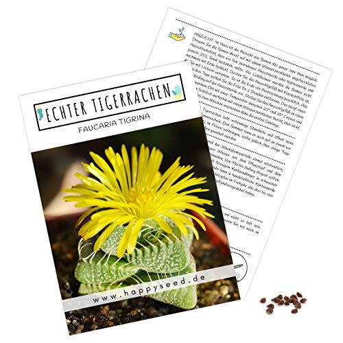 Exotische Kakteen Samen mit hoher Keimrate - Sukkulenten Samen Set für deinen eigenen wunderschön blühenden Kaktus (1x Echter Tigerrachen) von HappySeed