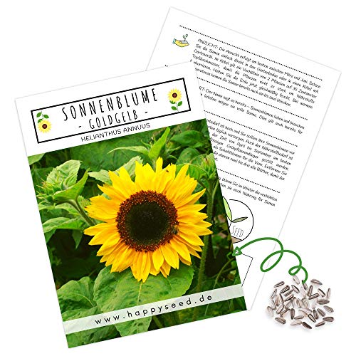 Farbenfrohe Sonnenblumen Samen mit hoher Keimrate - Blumensamen für einen bunten & bienenfreundlichen Garten (20 Korn Goldgelb) von HappySeed