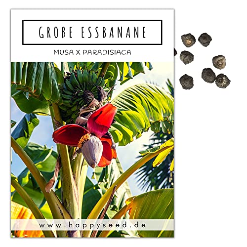 Große Essbanane Samen (Musa x paradisiaca) - Exotische Banane ideal geeignet als Kübelpflanze Indoor und Outdoor von HappySeed