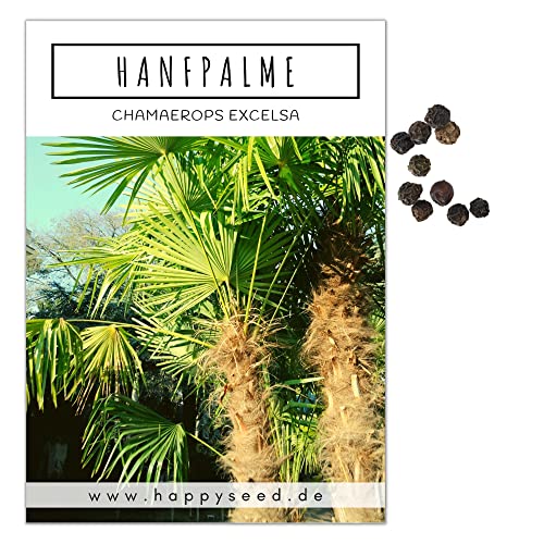 Hanfpalme Samen (Chamaerops excelsa) - Exotische Palme ideal geeignet als Kübelpflanze Indoor und Outdoor von HappySeed