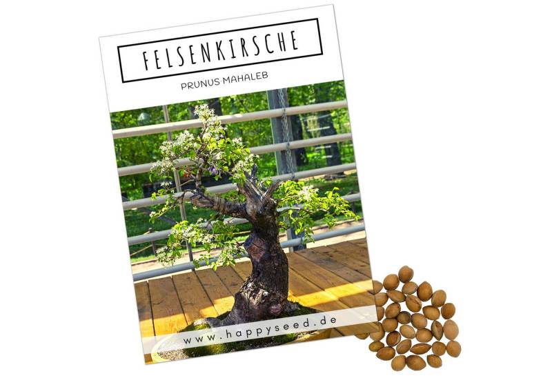 HappySeed Blumensamen Einzigartige Bonsai Samen mit hoher Keimrate - Felsenkirsche, Bonsaifähig von HappySeed