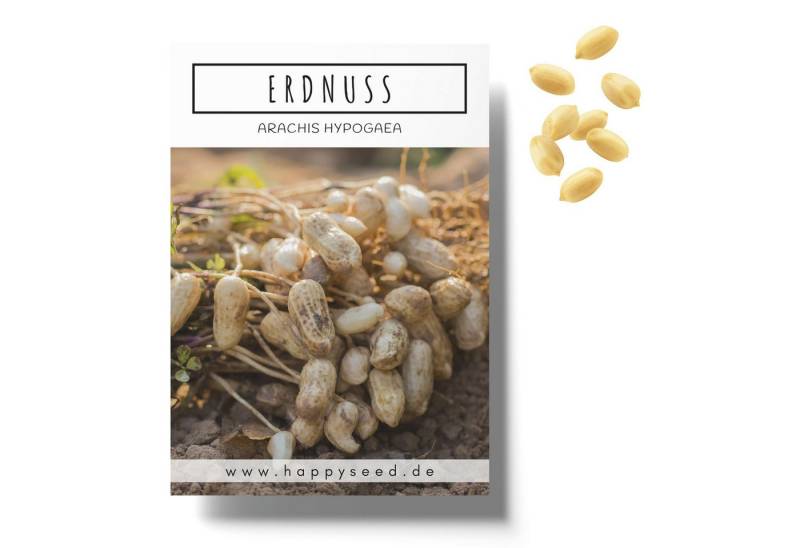 HappySeed Blumensamen Erdnuss Samen - Arachis hypogeae, Blumen von HappySeed