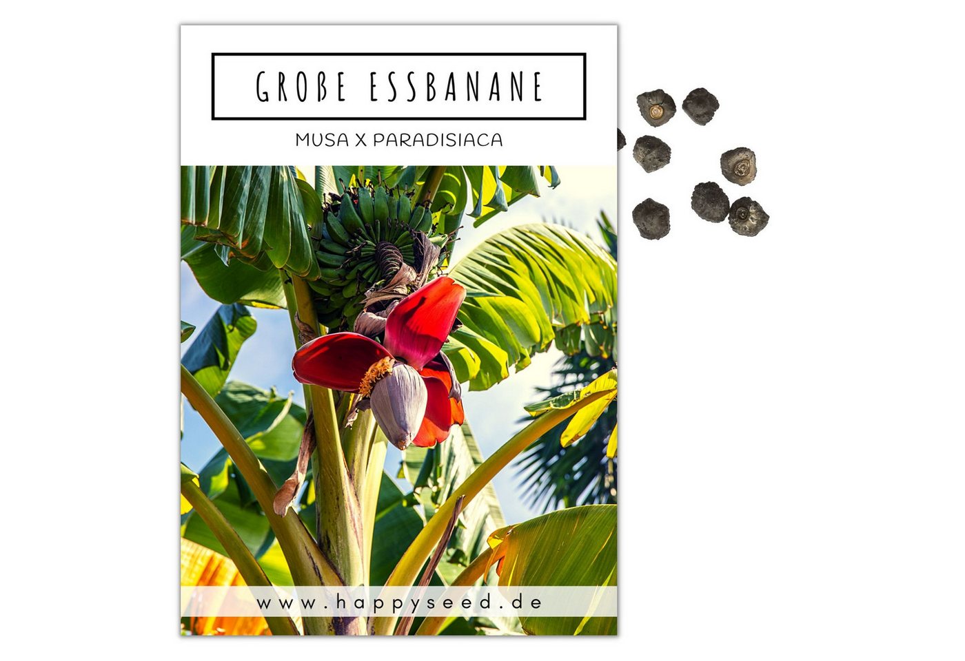 HappySeed Blumensamen Große Essbanane Samen (Musa x paradisiaca) - Exotische Banane, Blumen HappySeed Blumensamen Große Essbanane Samen (Musa x paradisiaca) - Exotische Banane, Blumen von HappySeed
