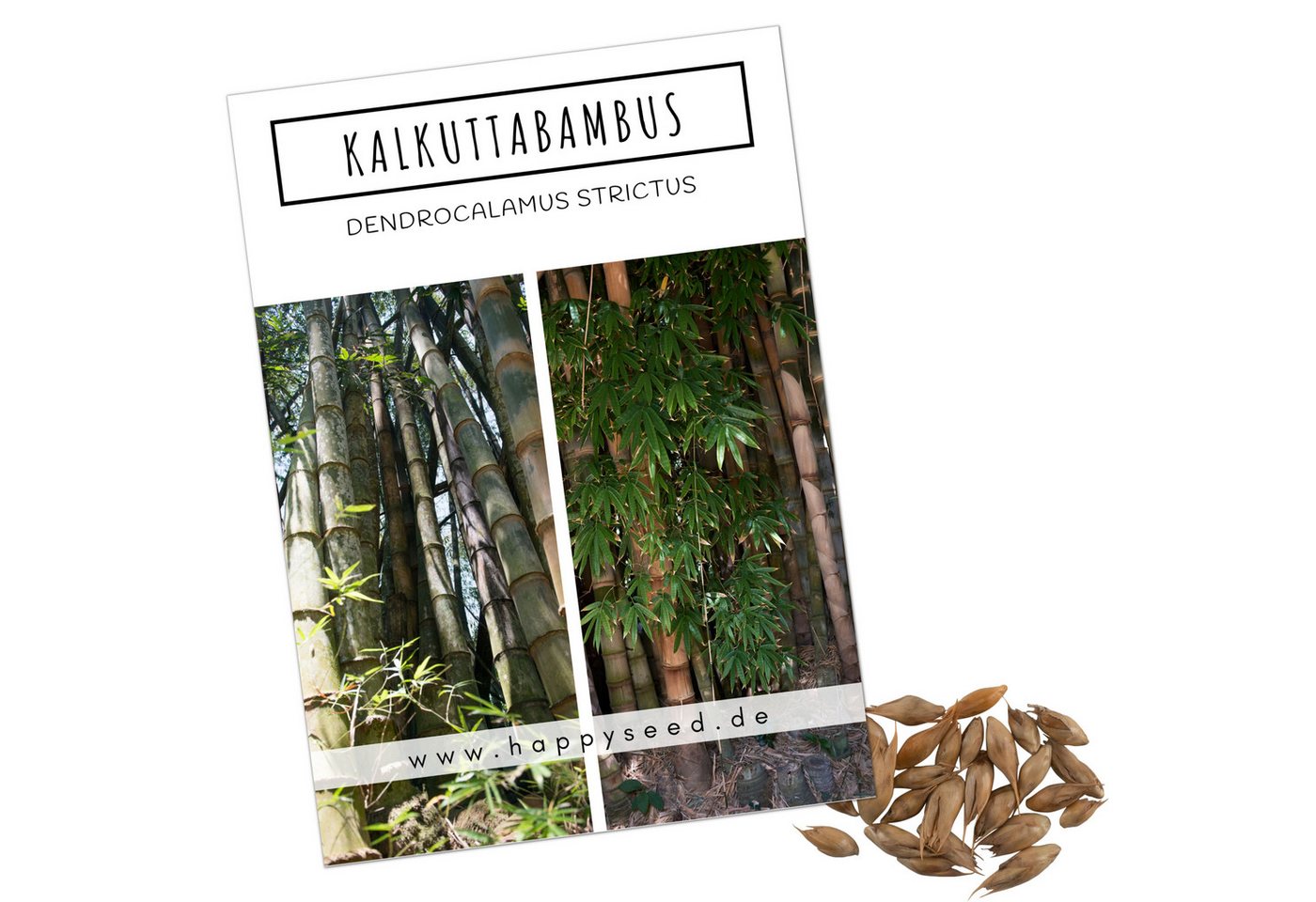 HappySeed Blumensamen Kalkuttabambus Samen - Dendrocalamus strictus, Bambus HappySeed Blumensamen Kalkuttabambus Samen - Dendrocalamus strictus, Bambus von HappySeed