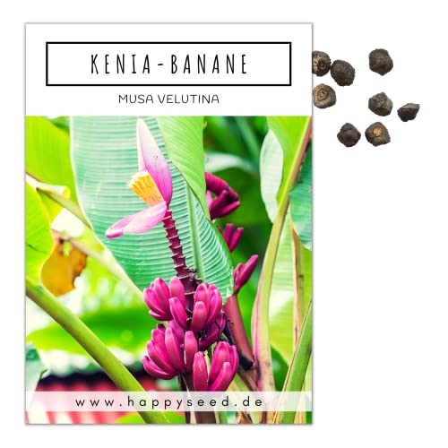 Kenia Bananen Samen (Musa velutina) - Exotische rosa Zwergbanane mit wunderschönen Blüten und kleinen, roten Bananen von HappySeed