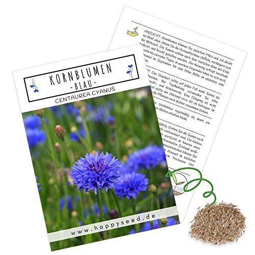 Kornblumen Samen (Centaurea cyanus) - Wunderschön leuchtende Blumen mit langer Blütezeit für eine bunte Blumenwiese (Blau, 1000 Korn, 80 cm) von HappySeed