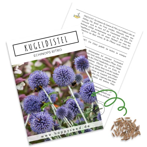 Kugeldistel Samen (Echinops ritro) - Bienenfreundliche Blumen mit blauen Blütenköpfen für eine bunte Blumenwiese, das Beet, den Balkon und die Terrasse von HappySeed