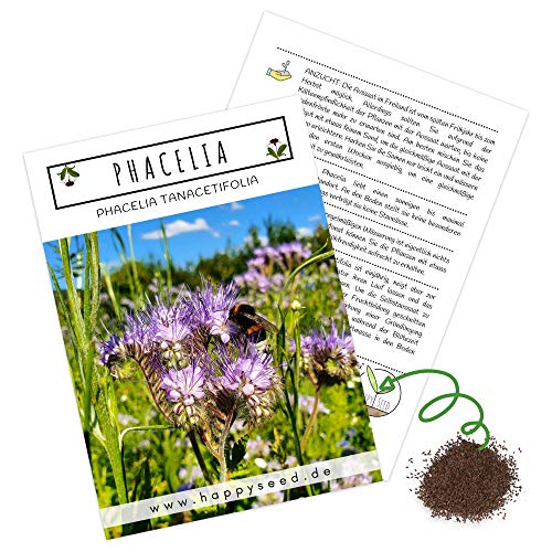 Phacelia Samen Bienenfreund (Phacelia tanacetifolia) als ideale Beimischung für eine bunte Bienenweide - Der Liebling für Bienen & Schmetterlinge von HappySeed