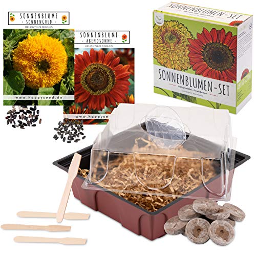 Sonnenblumen Anzuchtset - Pflanzset aus Mini-Gewächshaus, Sonnenblumen Samen & Erde - nachhaltige Geschenkidee für Pflanzenfreunde (Abendsonne + Sonnengold) von HappySeed