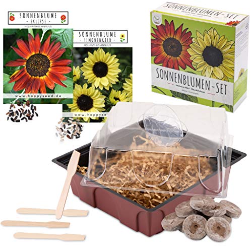 Sonnenblumen Anzuchtset - Pflanzset aus Mini-Gewächshaus, Sonnenblumen Samen & Erde - nachhaltige Geschenkidee für Pflanzenfreunde (Eklipse + Limonengelb) von HappySeed