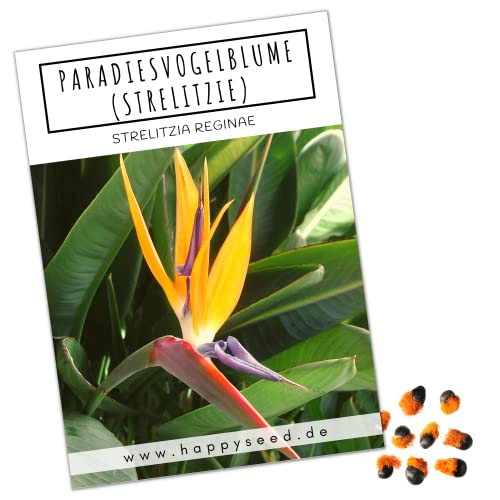 Strelitzie Samen (Strelitzia reginae, 4 Korn) - Exotische Paradiesvogelblume für Balkon, Terrasse, Wohnraum und Wintergarten von HappySeed