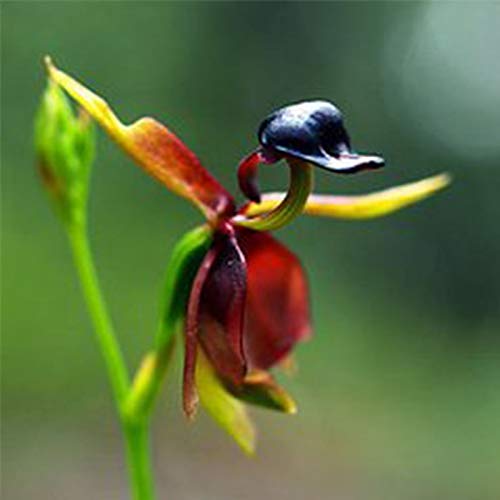 Harddo 30 Stücke Seltene Fliegende Ente Orchidee Blumensamen Topf Blühende Pflanze Garten Decor von Harddo