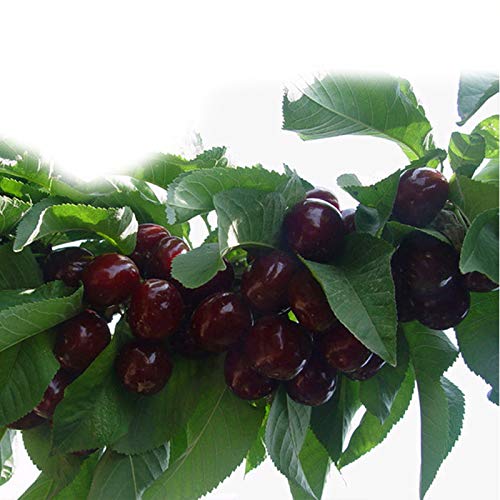 Harddo Kirschsamen, 20 Stücke Kirschsamen Organische Bonsai Samen Obst Samen Seltene Schwarz Rot Kirschtopf Samen für Hausgarten von Harddo