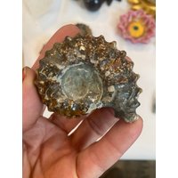 Douvilleiceras Ammonit /Fossil/Ammonit /E3029 von HarmonyHolisticsShop