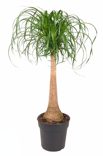 Beaucarnea recurvata - Elefantenfuß Zimmerpflanze 120 cm von Harro's Pflanzenwelt