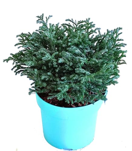 Chamaecyparis pisifera 'Blue Moon`® - Blaue Zwergzypresse -Zwergkonifere langsam wachsend im 19 cm Topf wnterhart von Harro's Pflanzenwelt