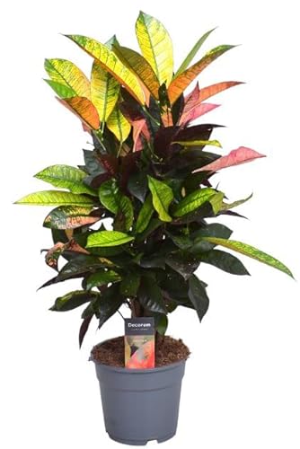 Codiaeum 'Mrs Iceton' - Croton, Wunderstrauch Höhe: 70 cm, pflegeleicht, strahlende Farbgebung von Harro's Pflanzenwelt