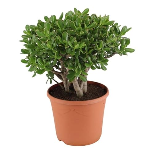 Crassula ovata 'Sunset' - Geldbaum Topf 17 cm Höhe: 30 cm Zimmerpflanzen, Der Geldbaum gehört zu den Sukkulenten, den Wasserspeicherpflanzen von Harro's Pflanzenwelt