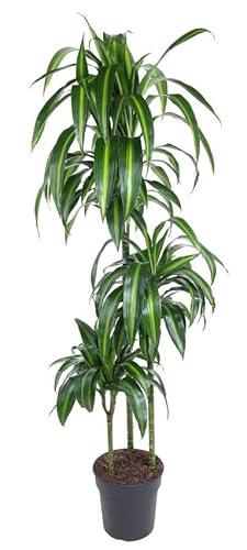 Dracaena fragrans Hawaiian Sunshine '- Drachenbaum XXL - luftreinigende Zimmerpflanze. 24cm Topf Gesamthöhe ca.150 cm von Harro's Pflanzenwelt