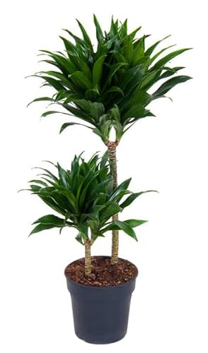 Dracaena fragrans compacta - Drachenbaum - große, pflegeleichte Zimmer und Büropflanze Höhe: 90 cm Topf:19 cm von Harro's Pflanzenwelt