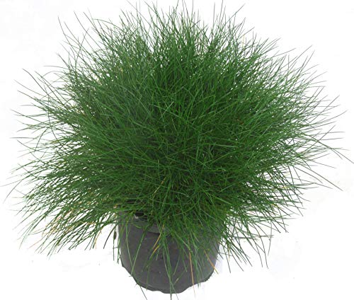 Festuca gautieri - Bärenfell-Schwingel - 11 cm Topf Ziergras - immergrün mehrjährig winterhart - Kübelpflanze oder Beet-Staude von Harro's Pflanzenwelt