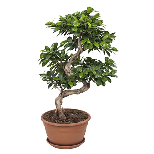 Ficus microcarpa 'Ginseng' -Chinesische-Feige -Bonsai Höhe 70 cm- Topf Ø 27 cm Ficus microcarpa 'Ginseng' -Chinesische-Feige -Bonsai Höhe 70 cm- Topf Ø 27 cm von Harro's Pflanzenwelt