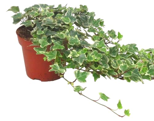 Hedera helix 'White Wonder'- Efeu - echte Pflanze im 13 cm Topf als Hängepflanze, Bodendecker oder Zimmerpflanze von Harro's Pflanzenwelt