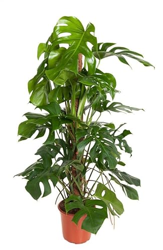 Monstera deliciosa am Moosstock Topf Ø: 24 cm - Höhe: 120 cm - köstliches Fensterblatt-große Zimmerpflanze von Harro's Pflanzenwelt