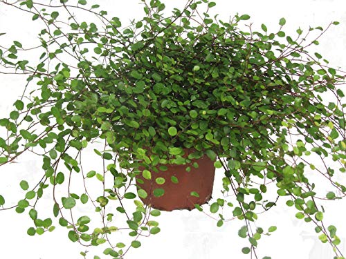 Mühlenbeckia complexa/Mühlenbeckie oder Drahtwein 12 cm Topf von Harro's Pflanzenwelt