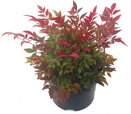 Nandina domestica 'Gulfstream'-Scheinbambus, Himmelsbambus - winterharter, wintergrüner, Zwerg- Strauch 17 cm Topf Kübelpflanze - Beetpflanze von Harro's Pflanzenwelt