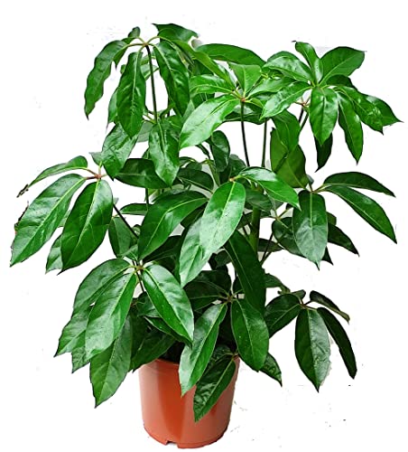 Schefflera actinophylla 'Amate'- Großblättrige Schefflera, Regenschirmbaum - Höhe ca. 100 cm - TopfØ 24 cm von Harro's Pflanzenwelt