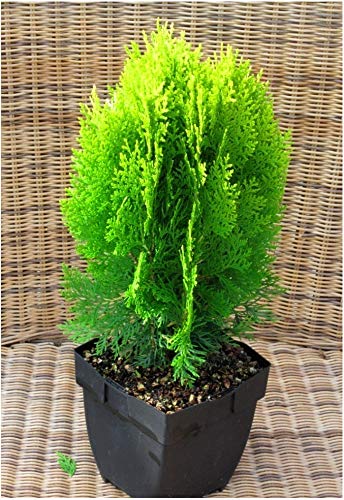 Thuja Platycladus Aurea nana - goldener Zwerg-Lebensbaum 17 cm Topf von Harro's Pflanzenwelt